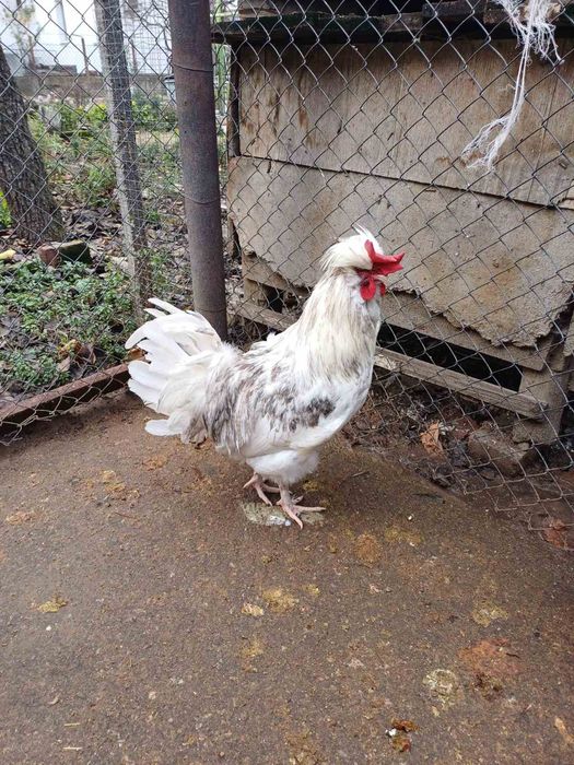 Продавам кокошки и петли