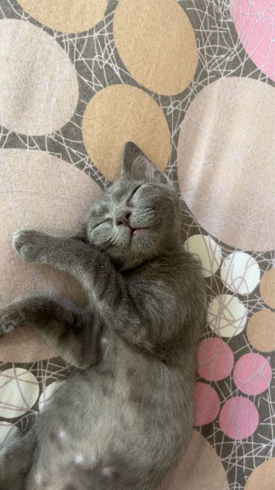 Pisica spre adoptie