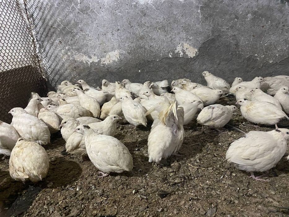 Белый гигант зотли бетона сотилади