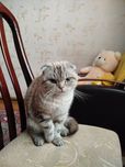 Вяска Шатлаский скотиш фолт