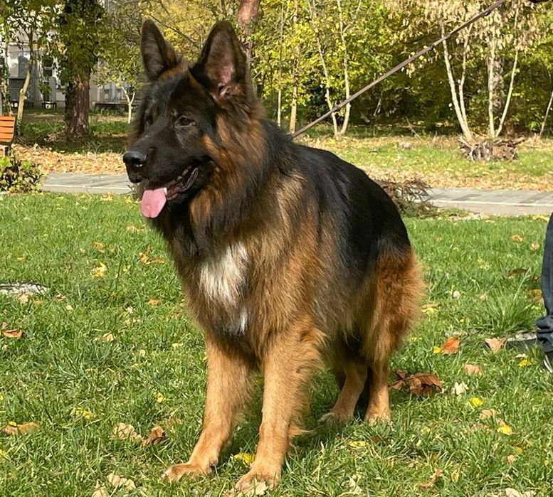 Mascul ciobanesc german cu par lung