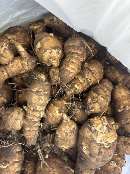 Топинамбур лечебный