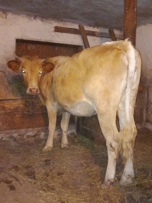 Vând juninca gestantă se poate vedea in Năsăud