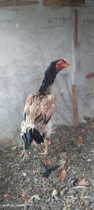 Дакан хороз товук 300 мингдан