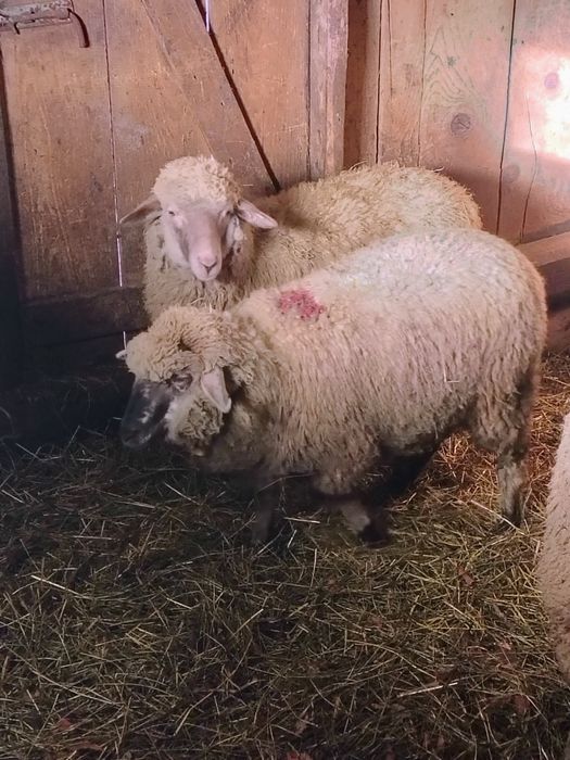 10 oi ,un berbec doi cârlani