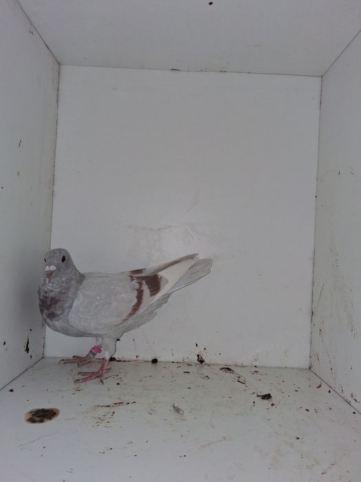 Porumbei voiajori, femele si tineret