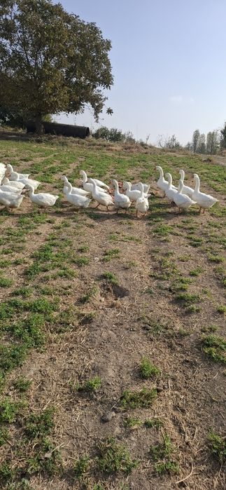 Продаются гуси 45 шт