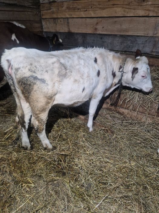 Vand o vitea foarte frumoasa