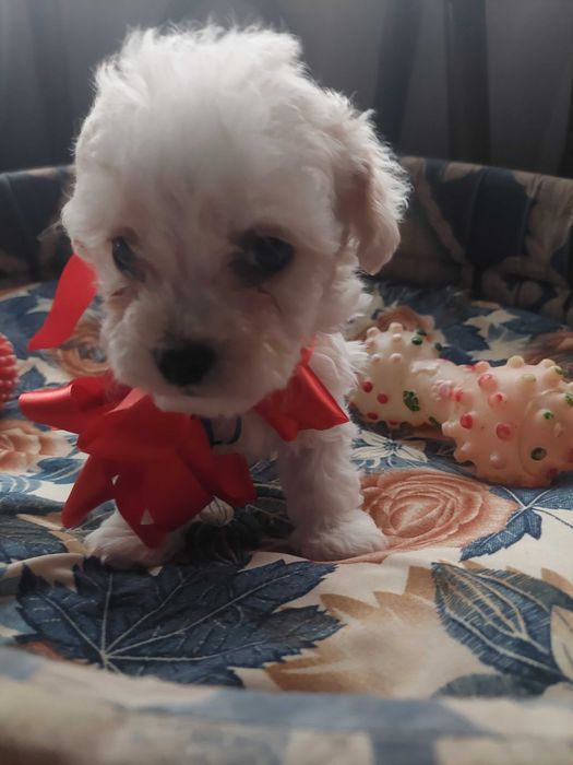 Bichon havanez(părinti cu pedigree)