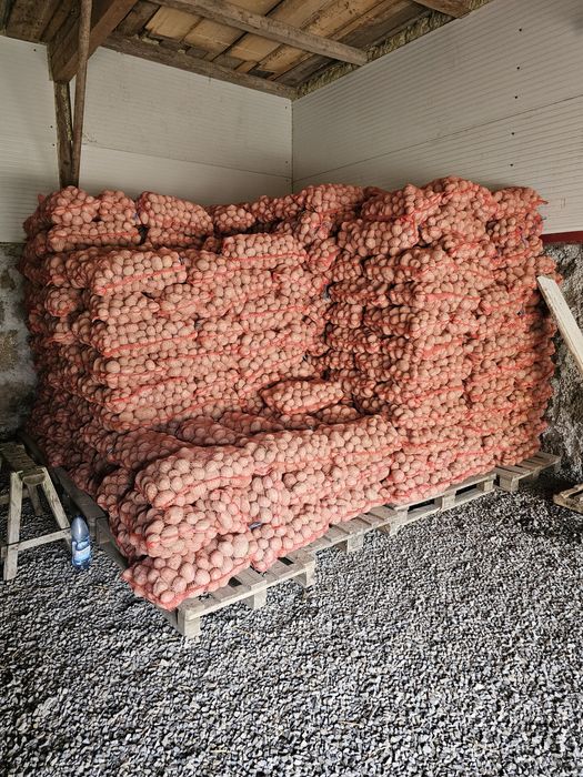 Cartofi consum, sămânță și amidon soiurile Arizona şi Bellarosa.