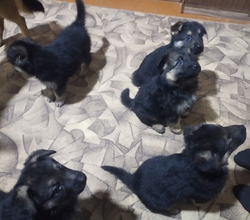 Готовы к продаже щенки немецкой овчарки