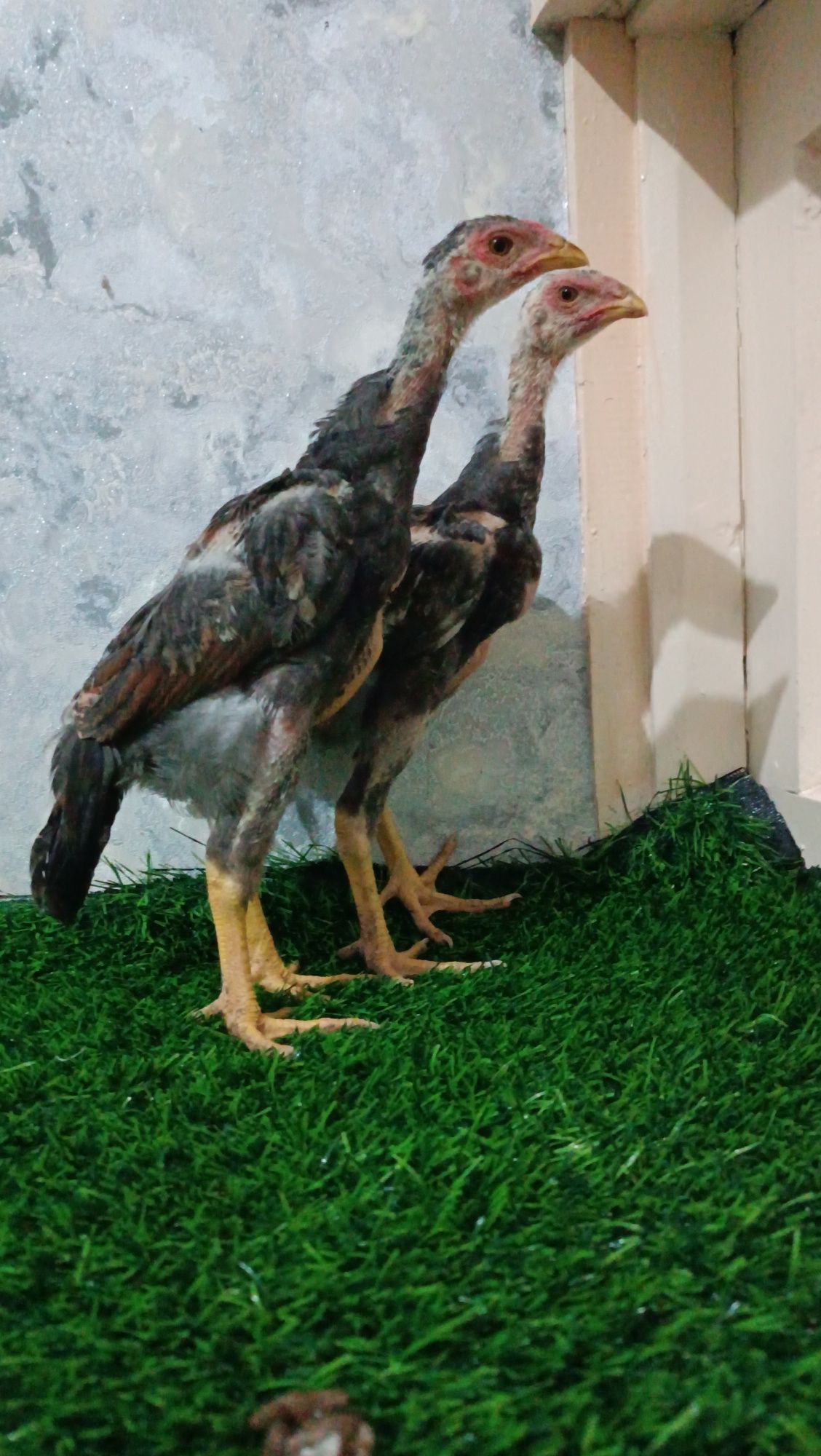 Dakan jojala sotiladi