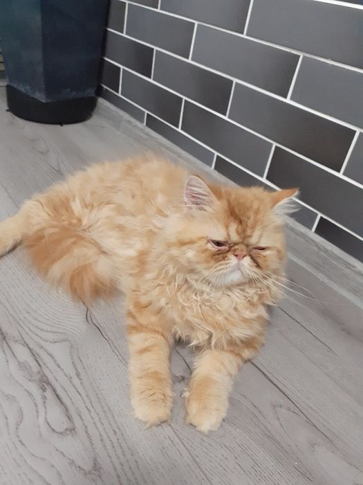 Vind pisica de 9luni british longhairE învățată la litiera cu capac.