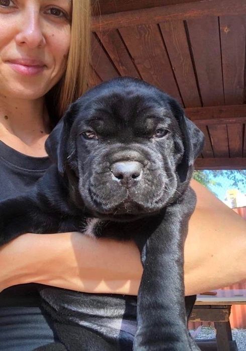 ЕЛИТНИ Кане Корсо