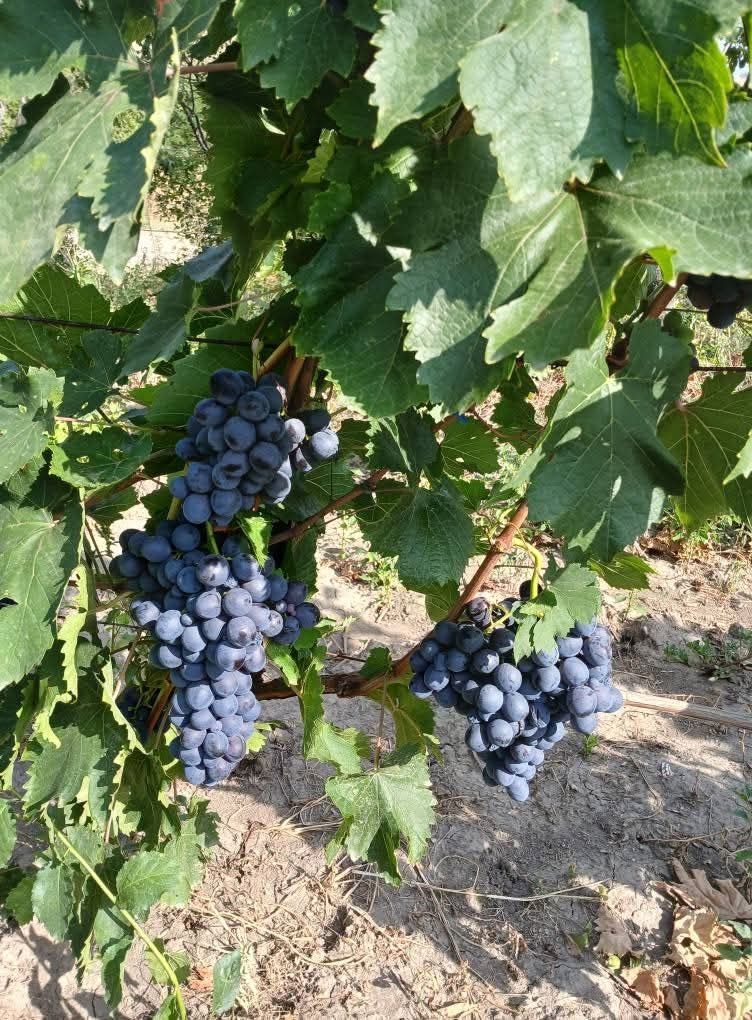 Struguri  de masa muscat de ada