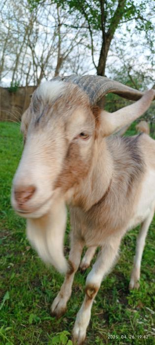 Tap metis de vanzare