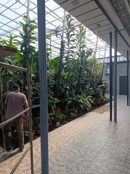 Kotta bargli tabiiy gullar bor hona sharoitida parvarishlash mumkin