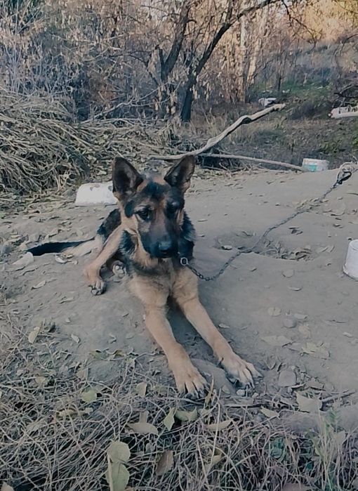 Овчарка сатылады