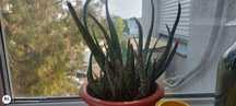 Vinde plante apartament Aloe Vera, Moise in leagan