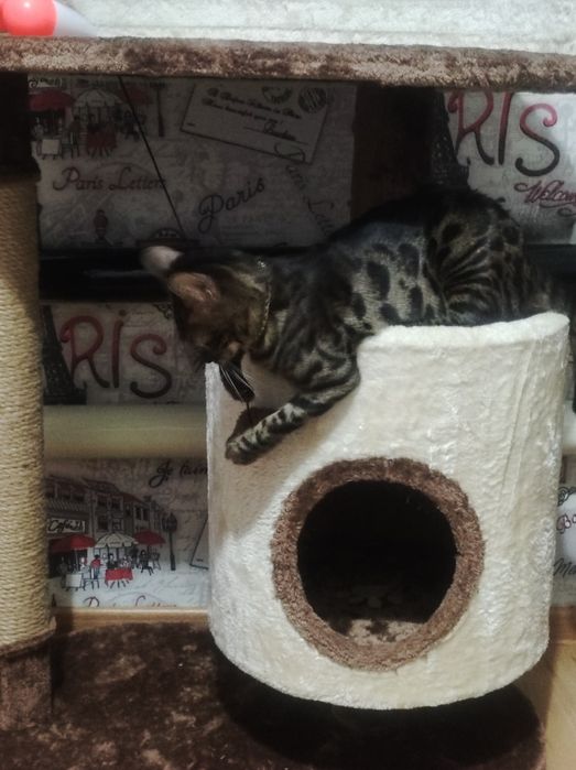 Бенгальская кошка