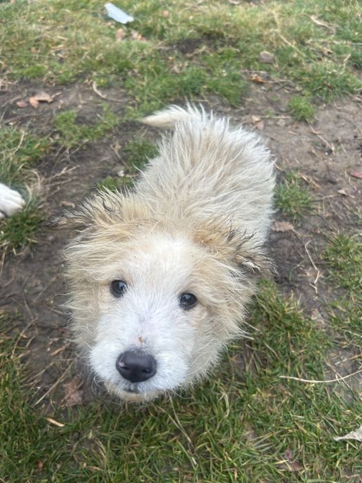 Donez 4 puiuti de caine