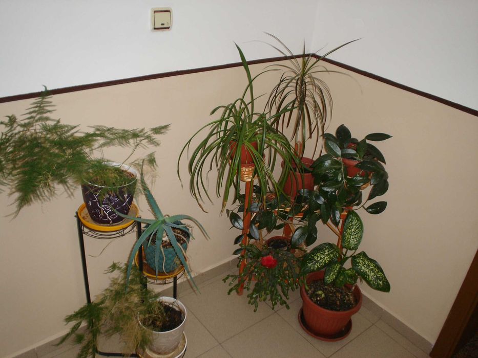 Sony Cybershot DSC P-43