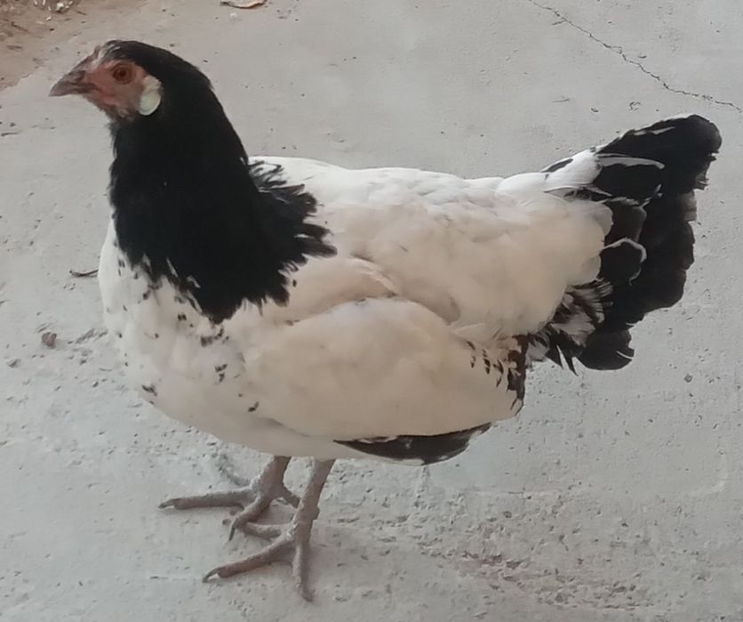 Xoroz va tovuqlar sotiladi.