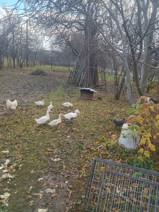 Rațe de casa crescute la curte