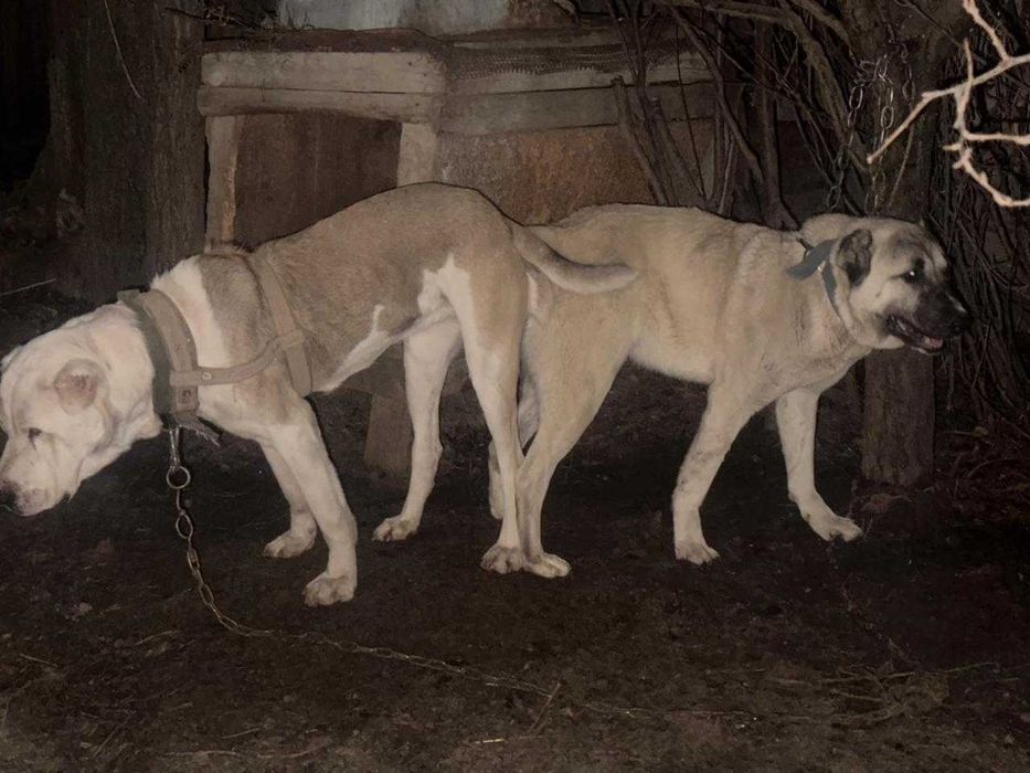 Ұрғашы күшік сатлады