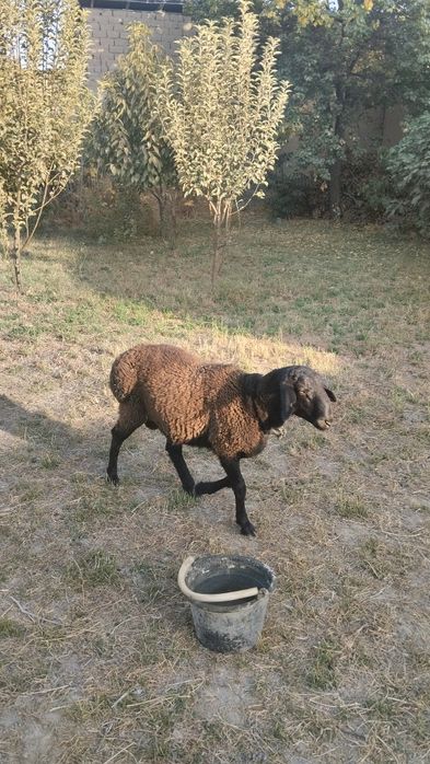 Куелар сотлади йэбичиши яхши