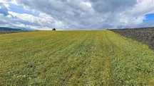 Vând teren agricol în suprafață de 70 hectare, în jud Galati