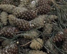 Продам Шишки на семена