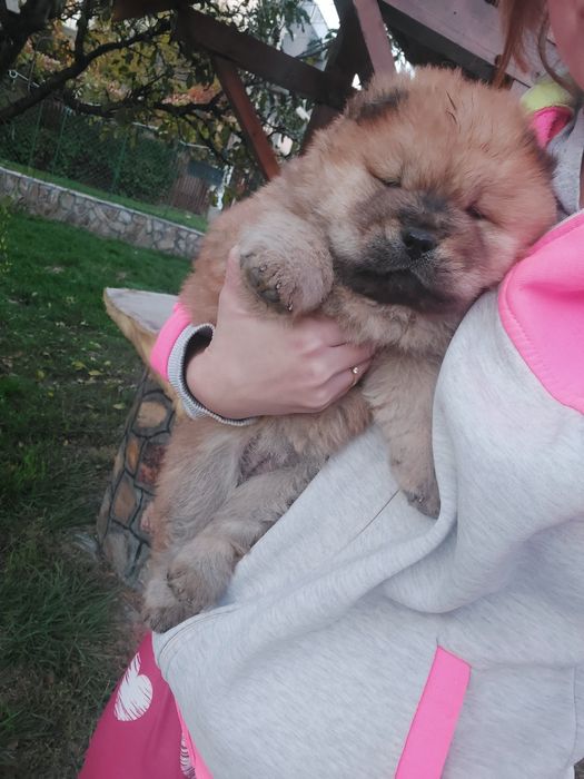 Порода кученца чау-чау