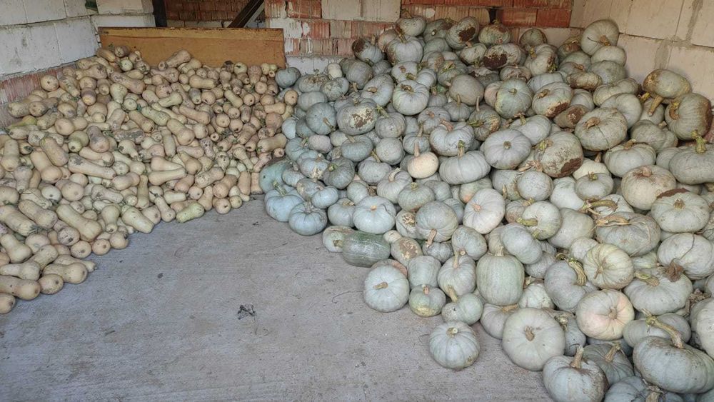 De vanzare! Dovleac plăcintar .Dovleac de copt. Simsom,Matilda