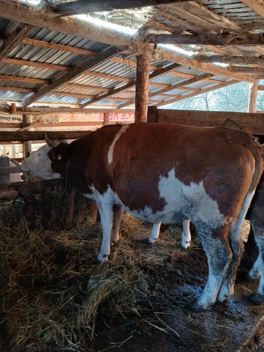 Vând junincă gestantă