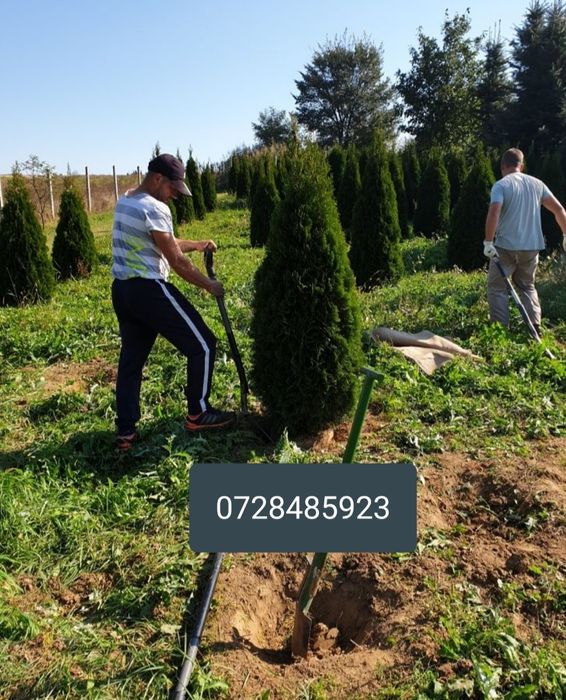 Tuia scoși din pepeniere proprie/ thuja occidentallis columnaris.gazon