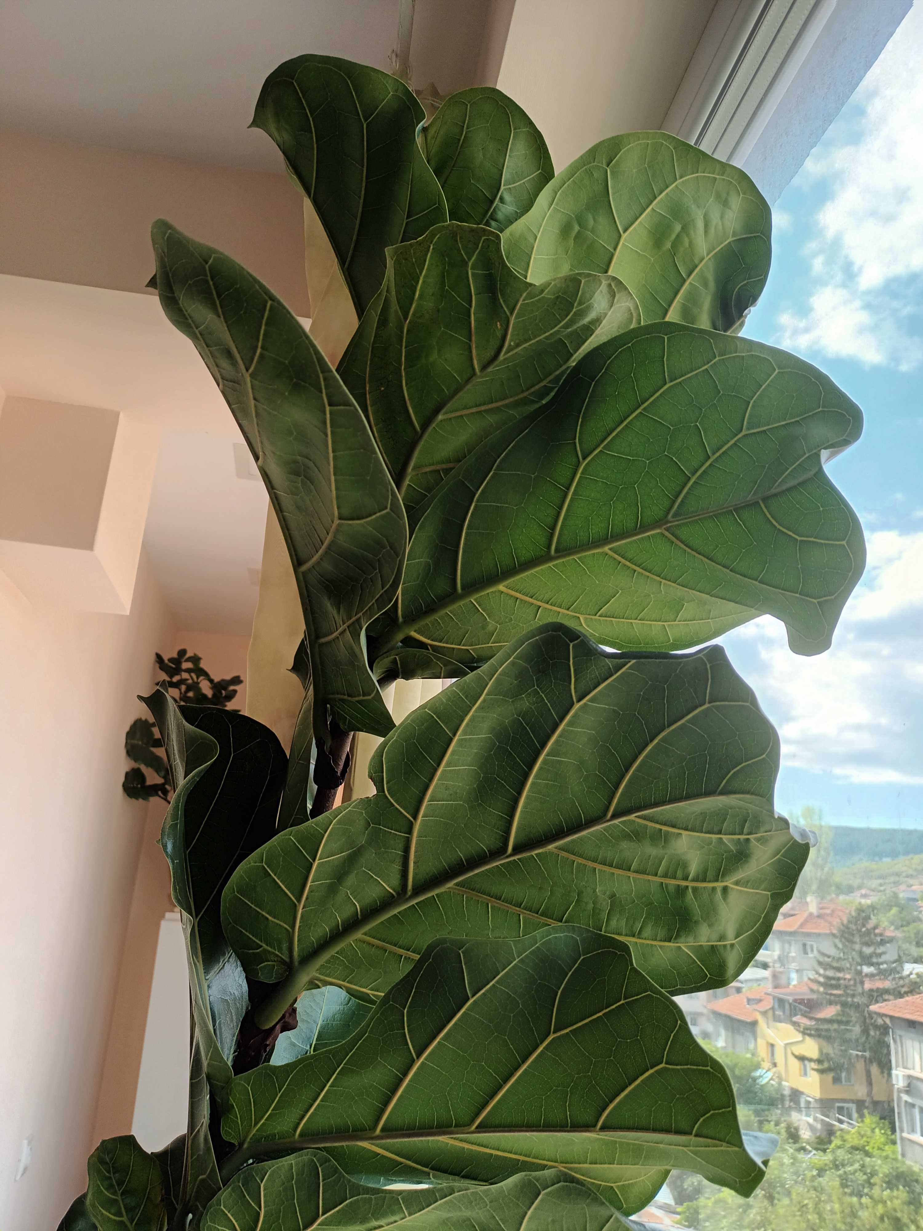 Продавам фикус лира, височина 180 см