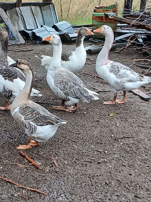 Gaste mari și grase