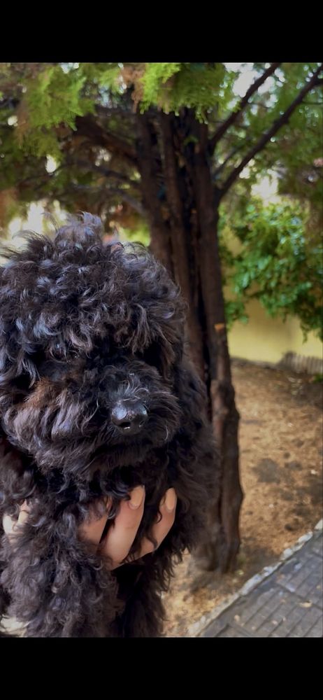 Той пудел / Toy poodle
