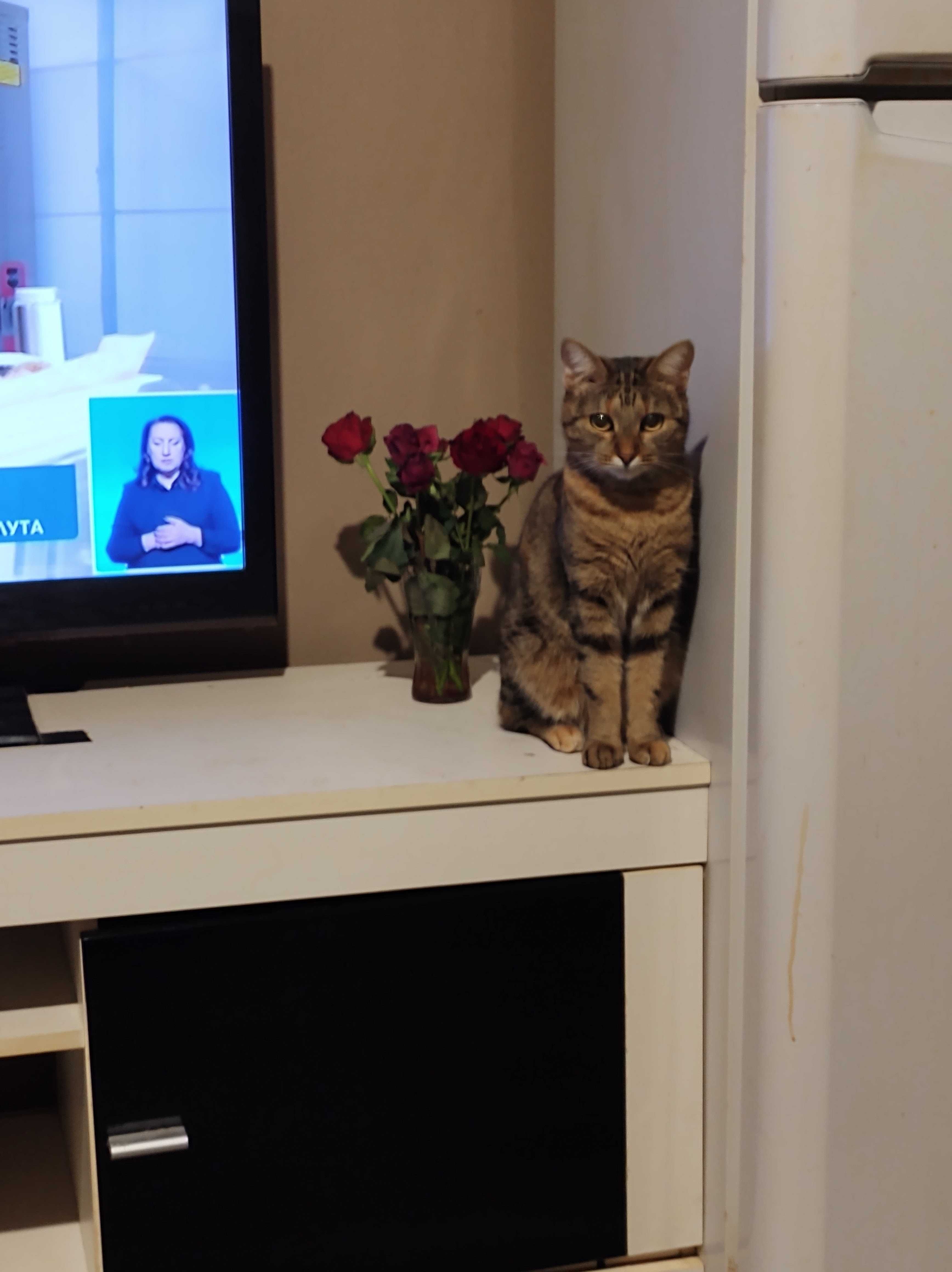 Подарявам мило коте Тоти