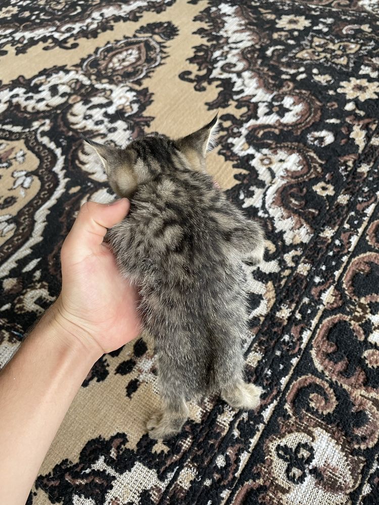 Бесплатно котята
