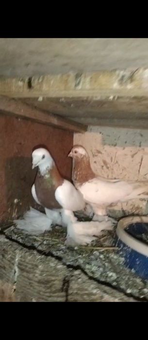 Голуби капкан узбекский