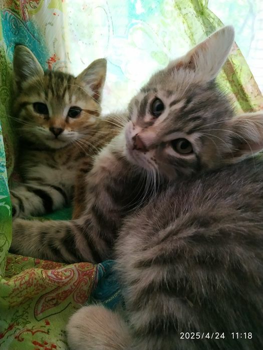 Котята только в добрые руки