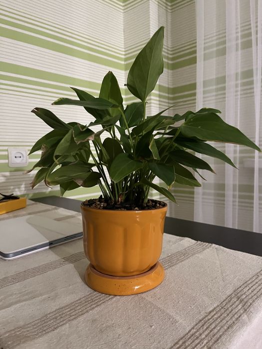 Комнатное растение антуриум лили