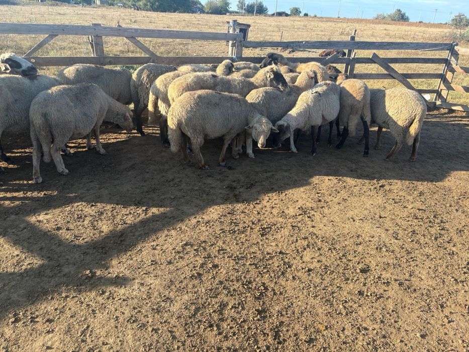 Oi de vanzare IALOMITA