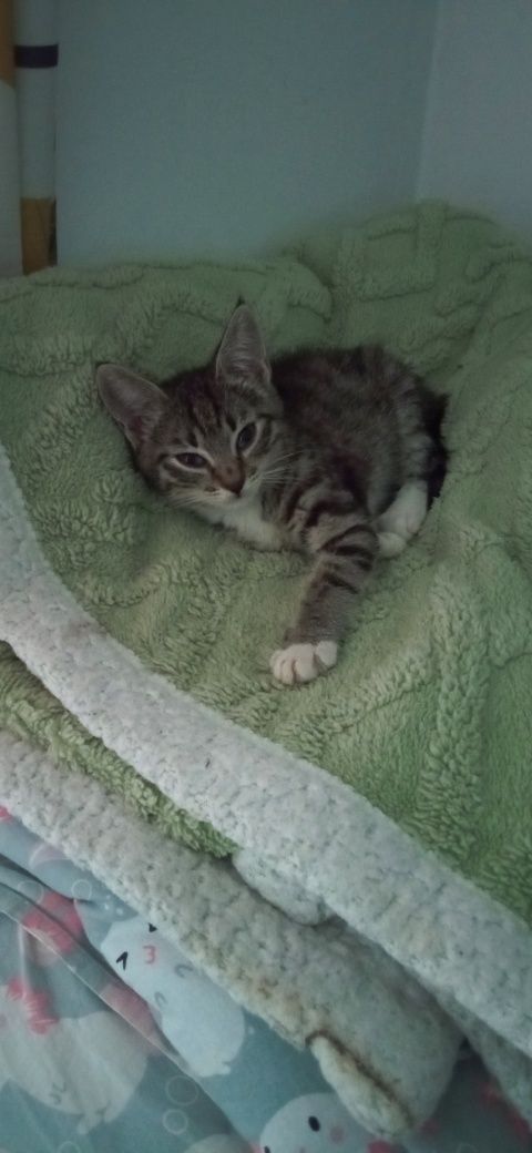 Отдается котенок