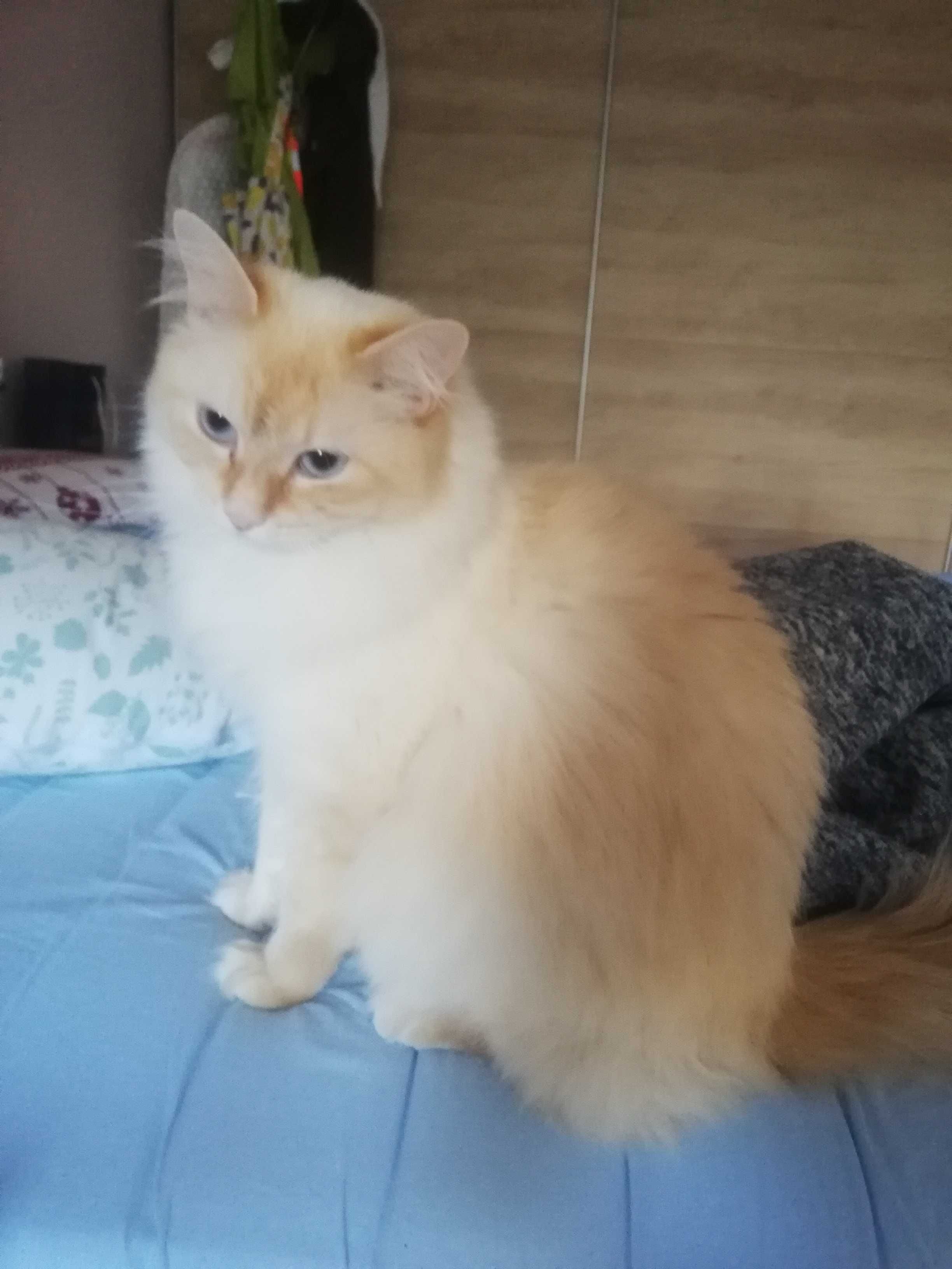 Невска Маскарадна котка