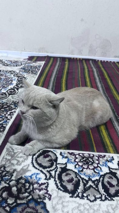 skottiw zotli mushuk sotiladi