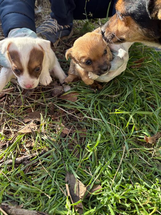 Подарявам 4 кученца малка порода