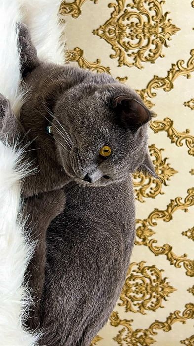 Британская кот породы